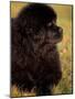 Profile Portrait of Young Black Newfoundland-Adriano Bacchella-Mounted Photographic Print