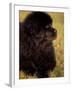 Profile Portrait of Young Black Newfoundland-Adriano Bacchella-Framed Photographic Print