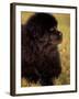 Profile Portrait of Young Black Newfoundland-Adriano Bacchella-Framed Photographic Print