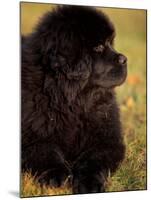 Profile Portrait of Young Black Newfoundland-Adriano Bacchella-Mounted Photographic Print