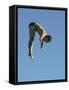 Profile shot of a young man diving-null-Framed Stretched Canvas