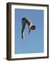 Profile shot of a young man diving-null-Framed Photographic Print