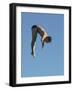 Profile shot of a young man diving-null-Framed Photographic Print