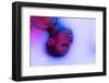 Profile View of Female Face of African Girl in Milk Bath with Soft White Glowi in Neon Light. Moder-master1305-Framed Photographic Print