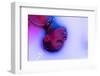Profile View of Female Face of African Girl in Milk Bath with Soft White Glowi in Neon Light. Moder-master1305-Framed Photographic Print