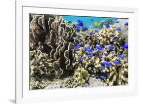 Profusion of hard and soft corals and reef fish on Mengiatan Island, Komodo Nat'l Park, Indonesia-Michael Nolan-Framed Photographic Print