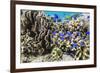 Profusion of hard and soft corals and reef fish on Mengiatan Island, Komodo Nat'l Park, Indonesia-Michael Nolan-Framed Photographic Print