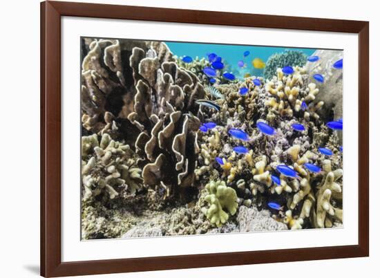 Profusion of hard and soft corals and reef fish on Mengiatan Island, Komodo Nat'l Park, Indonesia-Michael Nolan-Framed Photographic Print