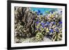 Profusion of hard and soft corals and reef fish on Mengiatan Island, Komodo Nat'l Park, Indonesia-Michael Nolan-Framed Photographic Print