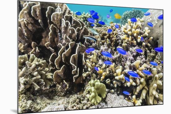 Profusion of hard and soft corals and reef fish on Mengiatan Island, Komodo Nat'l Park, Indonesia-Michael Nolan-Mounted Photographic Print