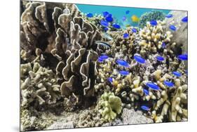 Profusion of hard and soft corals and reef fish on Mengiatan Island, Komodo Nat'l Park, Indonesia-Michael Nolan-Mounted Photographic Print