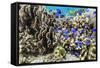 Profusion of hard and soft corals and reef fish on Mengiatan Island, Komodo Nat'l Park, Indonesia-Michael Nolan-Framed Stretched Canvas