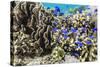 Profusion of hard and soft corals and reef fish on Mengiatan Island, Komodo Nat'l Park, Indonesia-Michael Nolan-Stretched Canvas