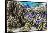 Profusion of hard and soft corals and reef fish on Mengiatan Island, Komodo Nat'l Park, Indonesia-Michael Nolan-Framed Stretched Canvas