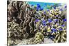 Profusion of hard and soft corals and reef fish on Mengiatan Island, Komodo Nat'l Park, Indonesia-Michael Nolan-Stretched Canvas