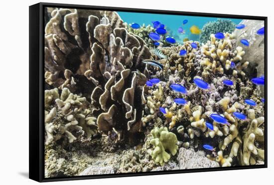 Profusion of hard and soft corals and reef fish on Mengiatan Island, Komodo Nat'l Park, Indonesia-Michael Nolan-Framed Stretched Canvas