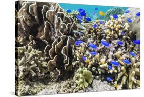 Profusion of hard and soft corals and reef fish on Mengiatan Island, Komodo Nat'l Park, Indonesia-Michael Nolan-Stretched Canvas