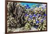 Profusion of hard and soft corals and reef fish on Mengiatan Island, Komodo Nat'l Park, Indonesia-Michael Nolan-Framed Photographic Print