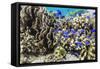 Profusion of hard and soft corals and reef fish on Mengiatan Island, Komodo Nat'l Park, Indonesia-Michael Nolan-Framed Stretched Canvas