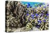 Profusion of hard and soft corals and reef fish on Mengiatan Island, Komodo Nat'l Park, Indonesia-Michael Nolan-Stretched Canvas