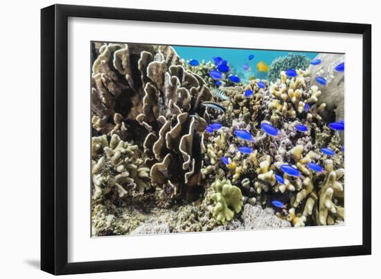 Profusion of hard and soft corals and reef fish on Mengiatan Island, Komodo Nat'l Park, Indonesia-Michael Nolan-Framed Photographic Print