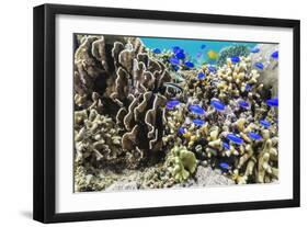 Profusion of hard and soft corals and reef fish on Mengiatan Island, Komodo Nat'l Park, Indonesia-Michael Nolan-Framed Photographic Print