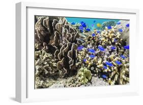 Profusion of hard and soft corals and reef fish on Mengiatan Island, Komodo Nat'l Park, Indonesia-Michael Nolan-Framed Photographic Print