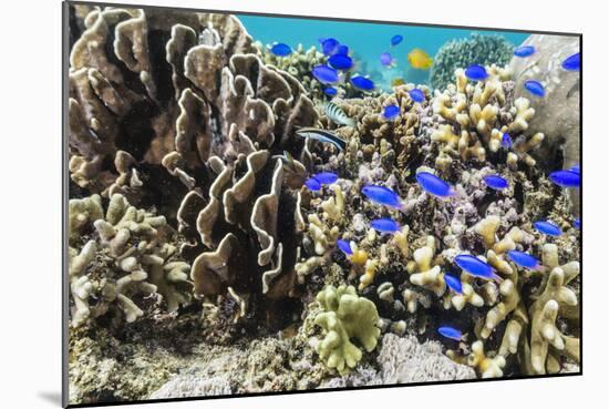 Profusion of hard and soft corals and reef fish on Mengiatan Island, Komodo Nat'l Park, Indonesia-Michael Nolan-Mounted Photographic Print