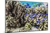 Profusion of hard and soft corals and reef fish on Mengiatan Island, Komodo Nat'l Park, Indonesia-Michael Nolan-Mounted Photographic Print