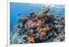 Profusion of hard and soft corals as well as reef fish at Batu Bolong, Komodo Nat'l Park, Indonesia-Michael Nolan-Framed Photographic Print