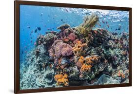 Profusion of hard and soft corals as well as reef fish at Batu Bolong, Komodo Nat'l Park, Indonesia-Michael Nolan-Framed Photographic Print