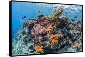 Profusion of hard and soft corals as well as reef fish at Batu Bolong, Komodo Nat'l Park, Indonesia-Michael Nolan-Framed Stretched Canvas