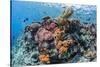 Profusion of hard and soft corals as well as reef fish at Batu Bolong, Komodo Nat'l Park, Indonesia-Michael Nolan-Stretched Canvas