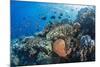 Profusion of hard and soft corals as well as reef fish at Batu Bolong, Komodo Nat'l Park, Indonesia-Michael Nolan-Mounted Photographic Print
