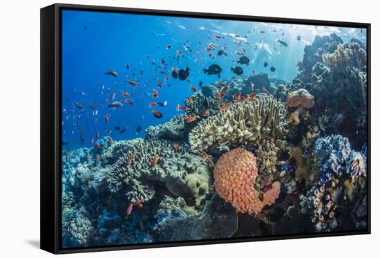 Profusion of hard and soft corals as well as reef fish at Batu Bolong, Komodo Nat'l Park, Indonesia-Michael Nolan-Framed Stretched Canvas