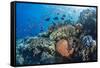 Profusion of hard and soft corals as well as reef fish at Batu Bolong, Komodo Nat'l Park, Indonesia-Michael Nolan-Framed Stretched Canvas