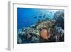 Profusion of hard and soft corals as well as reef fish at Batu Bolong, Komodo Nat'l Park, Indonesia-Michael Nolan-Framed Photographic Print