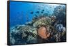 Profusion of hard and soft corals as well as reef fish at Batu Bolong, Komodo Nat'l Park, Indonesia-Michael Nolan-Framed Stretched Canvas