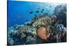 Profusion of hard and soft corals as well as reef fish at Batu Bolong, Komodo Nat'l Park, Indonesia-Michael Nolan-Stretched Canvas