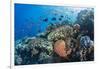 Profusion of hard and soft corals as well as reef fish at Batu Bolong, Komodo Nat'l Park, Indonesia-Michael Nolan-Framed Photographic Print