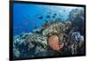 Profusion of hard and soft corals as well as reef fish at Batu Bolong, Komodo Nat'l Park, Indonesia-Michael Nolan-Framed Photographic Print