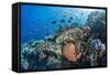 Profusion of hard and soft corals as well as reef fish at Batu Bolong, Komodo Nat'l Park, Indonesia-Michael Nolan-Framed Stretched Canvas