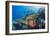 Profusion of hard and soft corals as well as reef fish at Batu Bolong, Komodo Nat'l Park, Indonesia-Michael Nolan-Framed Premium Photographic Print