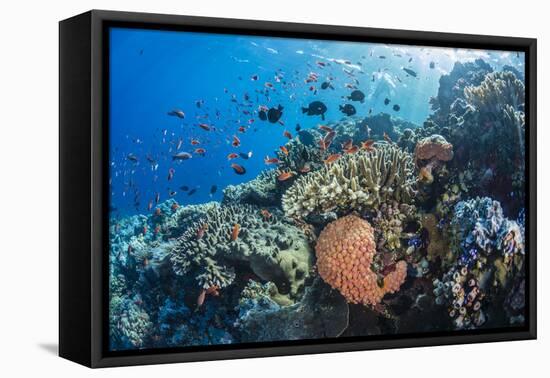 Profusion of hard and soft corals as well as reef fish at Batu Bolong, Komodo Nat'l Park, Indonesia-Michael Nolan-Framed Stretched Canvas