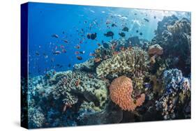 Profusion of hard and soft corals as well as reef fish at Batu Bolong, Komodo Nat'l Park, Indonesia-Michael Nolan-Stretched Canvas