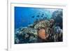 Profusion of hard and soft corals as well as reef fish at Batu Bolong, Komodo Nat'l Park, Indonesia-Michael Nolan-Framed Photographic Print