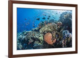 Profusion of hard and soft corals as well as reef fish at Batu Bolong, Komodo Nat'l Park, Indonesia-Michael Nolan-Framed Photographic Print