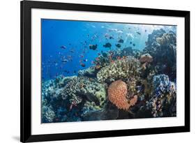 Profusion of hard and soft corals as well as reef fish at Batu Bolong, Komodo Nat'l Park, Indonesia-Michael Nolan-Framed Photographic Print