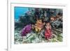 Profusion of hard and soft corals on Tengah Kecil Island, Komodo Nat'l Park, Flores Sea, Indonesia-Michael Nolan-Framed Photographic Print