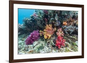 Profusion of hard and soft corals on Tengah Kecil Island, Komodo Nat'l Park, Flores Sea, Indonesia-Michael Nolan-Framed Photographic Print